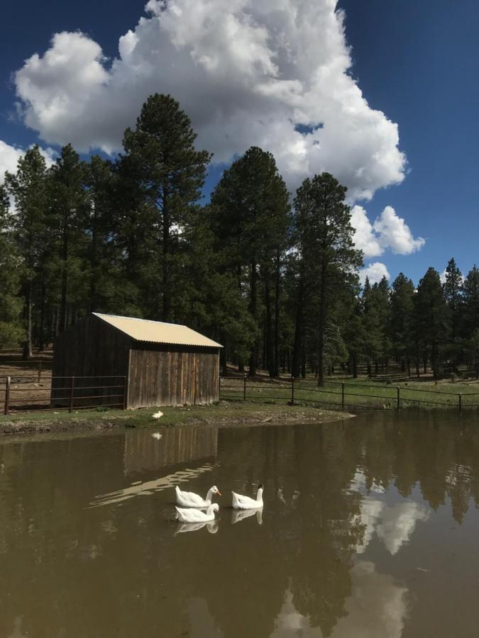 Grand Canyon 1Bd Loft/Suite-Horseback Riding-Shooting-Dogs Ok! Parks Exterior foto
